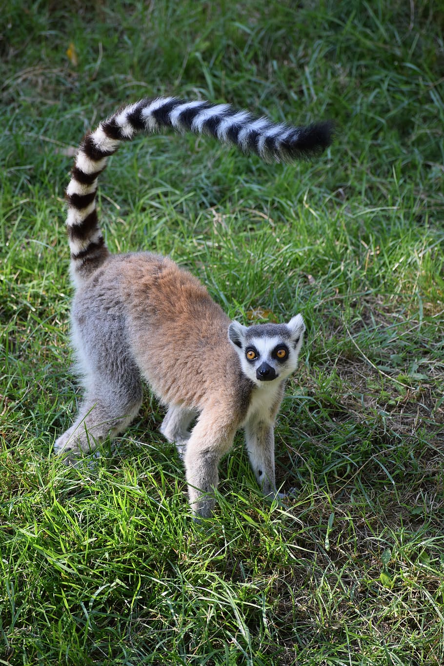 ringtail, maki, monkey, primate, animal, striped, madagascar HD wallpaper