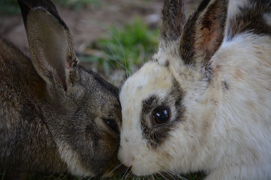rabbit, white, outdoor, cute, animal, nature, wildlife, pet HD wallpaper