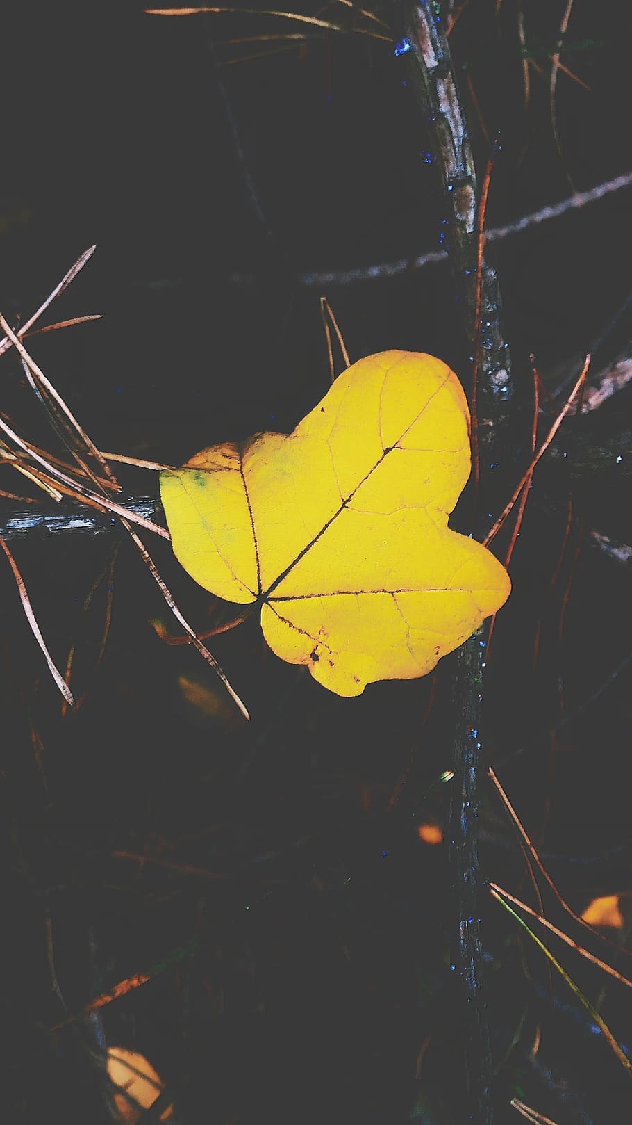 A yellow leaf., plant part, close-up, no people, nature, beauty in nature HD wallpaper