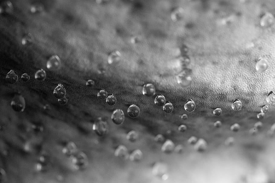 germany, forstenrieder park, drop, water, wet, close-up, backgrounds HD wallpaper