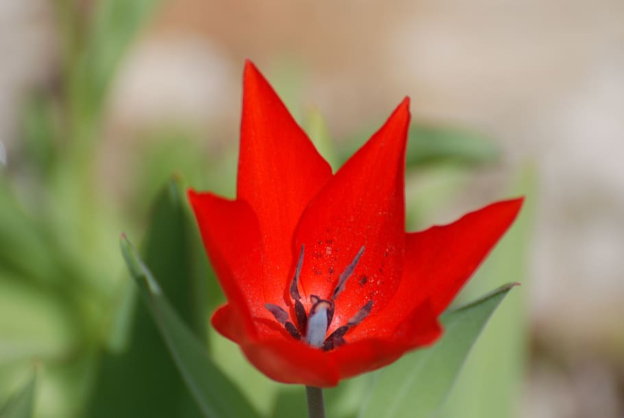 tulip, red, spring, tulips, flower, flowers, plant, figure HD wallpaper