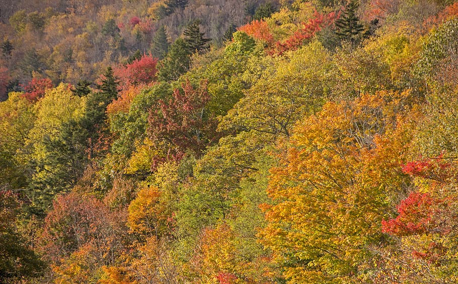 fall, autumn, trees, nature, forest, colorful, leaf, red, brown HD wallpaper