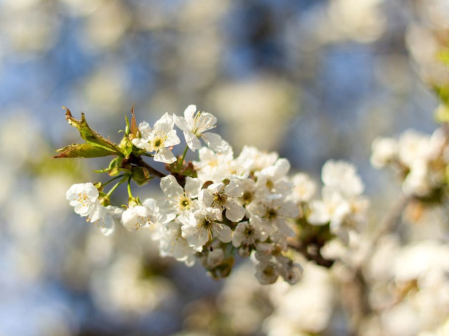 spring, cherry, cherry blossom, nature, branch, flower, flowering plant HD wallpaper