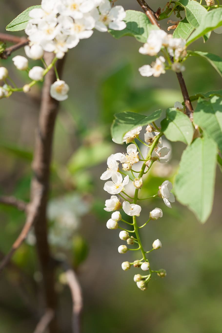 beautiful, blossom, bright, bunch, closeup, detail, flora, floral HD wallpaper