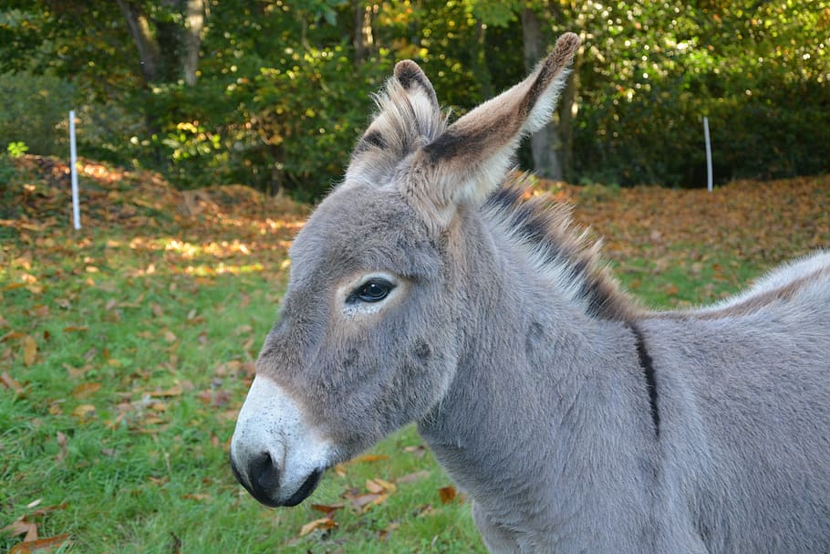 donkey, anon, head, profile, croix saint andré, animal, colt HD wallpaper