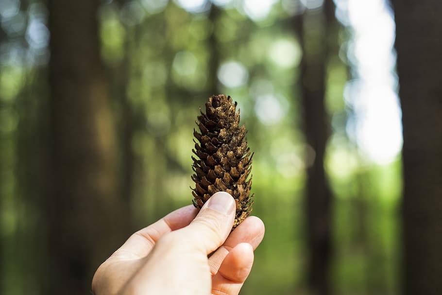 germany, bayreuth, backpack, backpacking, blade, bokeh, camp HD wallpaper
