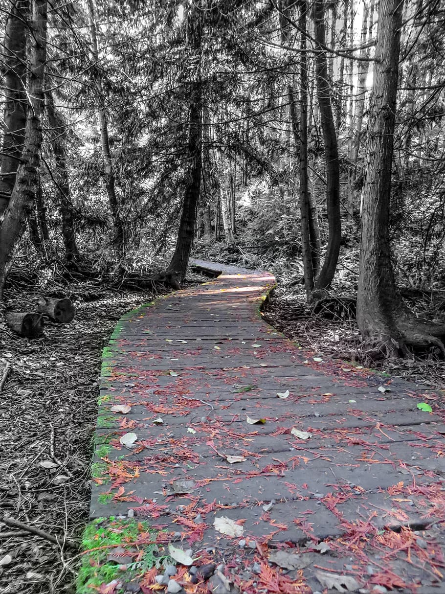 canada, nanaimo, boardwalk, path, trail, forest, westcoast HD wallpaper