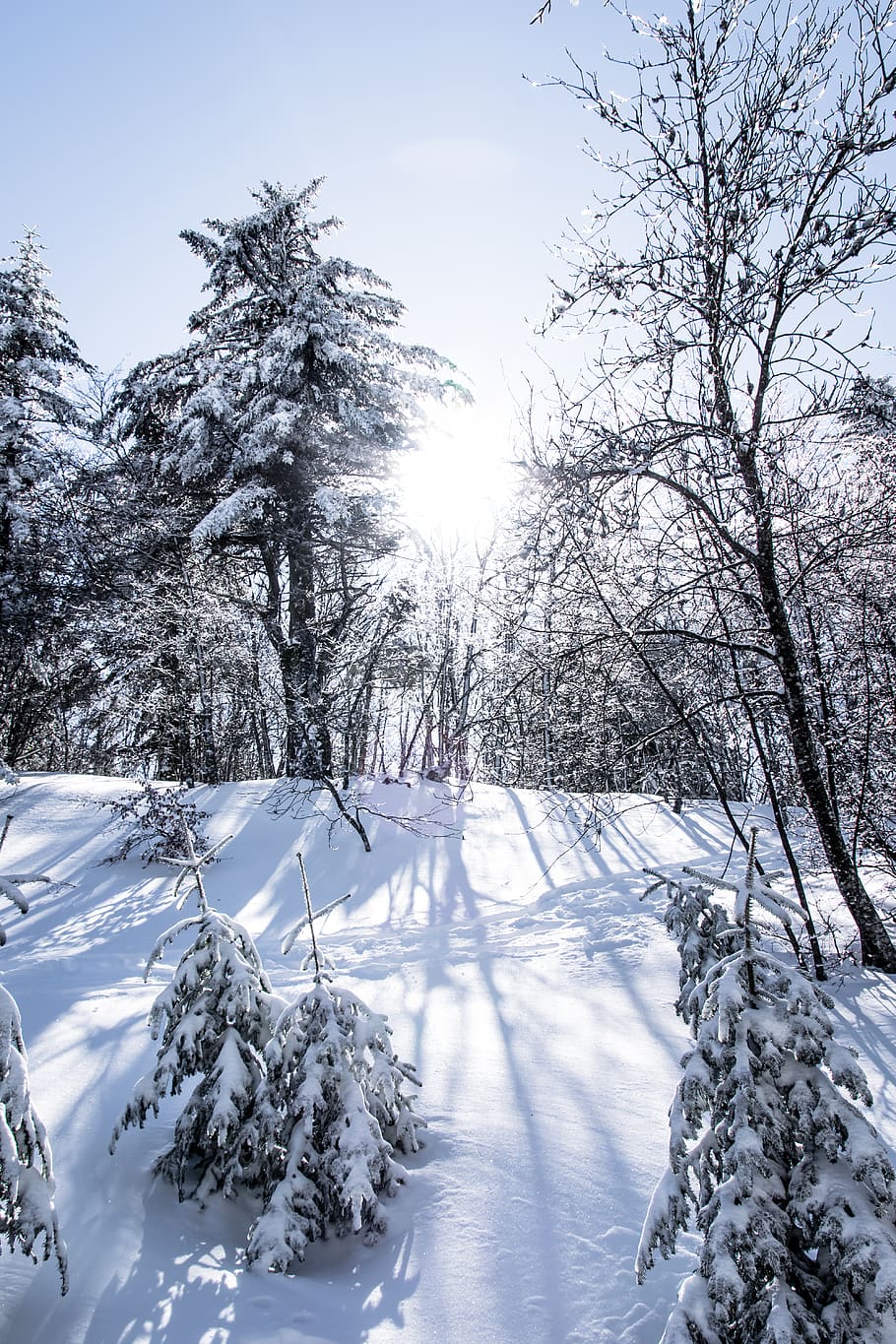 trees, forest, winter, snow, woods, nature, mountain, cold temperature HD wallpaper