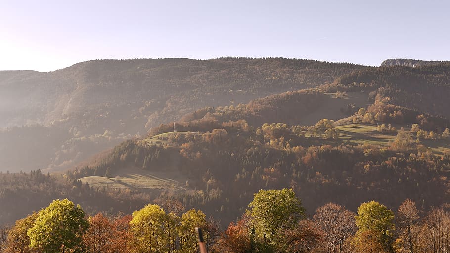 landscape, forest, nature, wallpaper, tree, plant, scenics - nature HD wallpaper