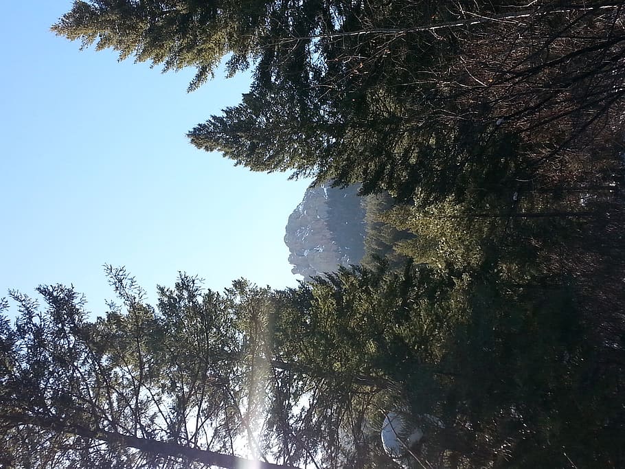 trees, mountains, plant, sky, growth, beauty in nature, tranquility HD wallpaper