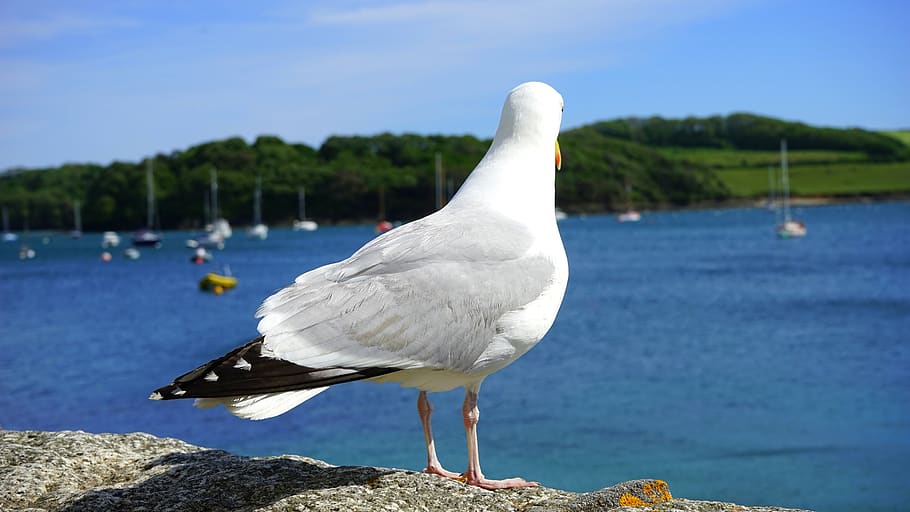 animals, birds, seagulls, perched, stand, back, watch, water HD wallpaper