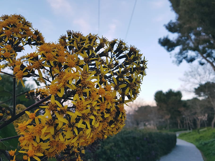 spain, barcelona, montjuïc, plant, yellow, growth, beauty in nature, HD wallpaper