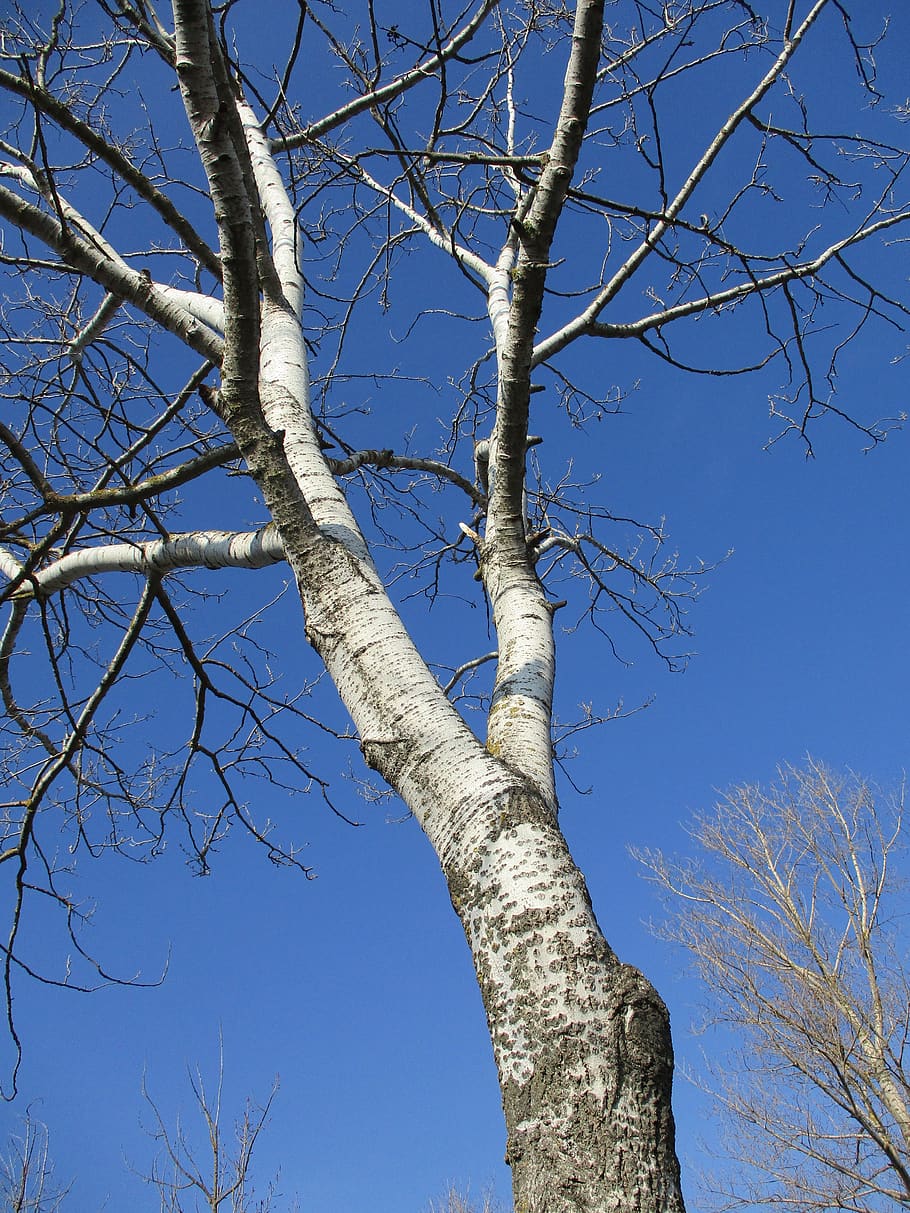 poplar, tree, nature, landscape, sky, bare tree, branch, low angle view HD wallpaper