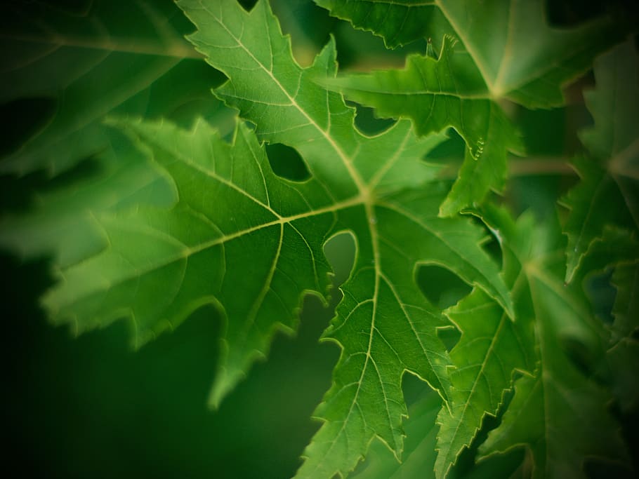 green leaves, leaf, plant part, green color, growth, close-up HD wallpaper