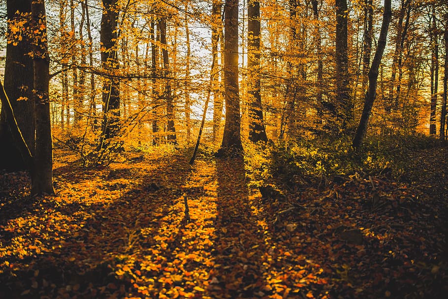 jungle, forest, plants, tree, wood, fire, autumn, land, change HD wallpaper
