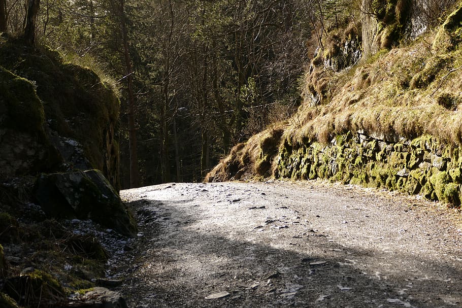 gray concrete pavement, road, forest, tree, gravel, dirt road HD wallpaper