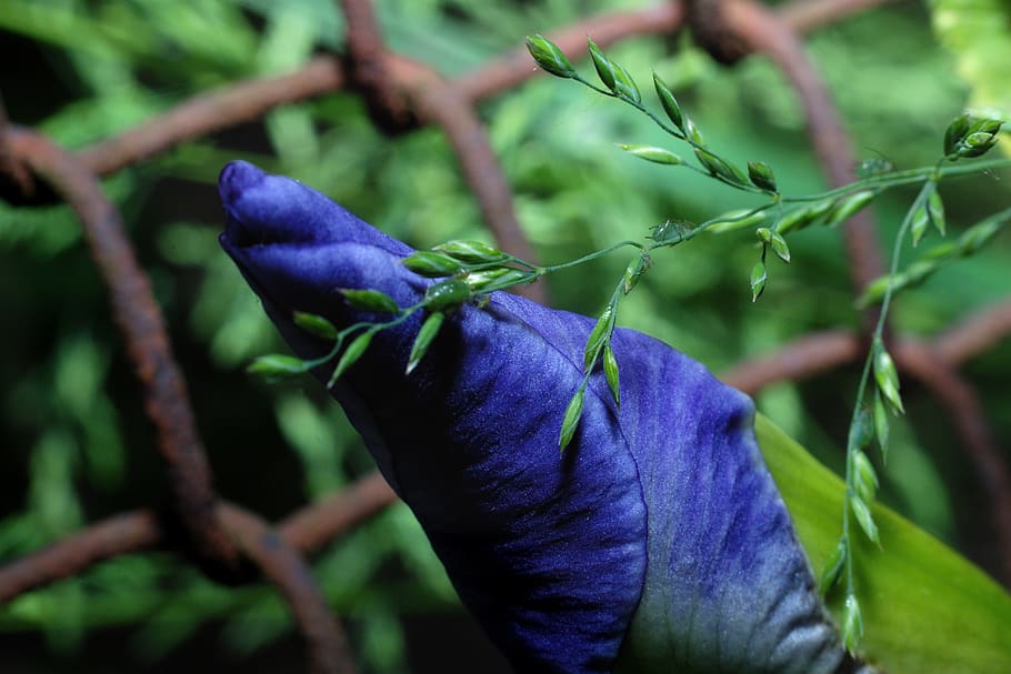 bugs, flower, macro, plant, purple, growth, freshness, plant part HD wallpaper