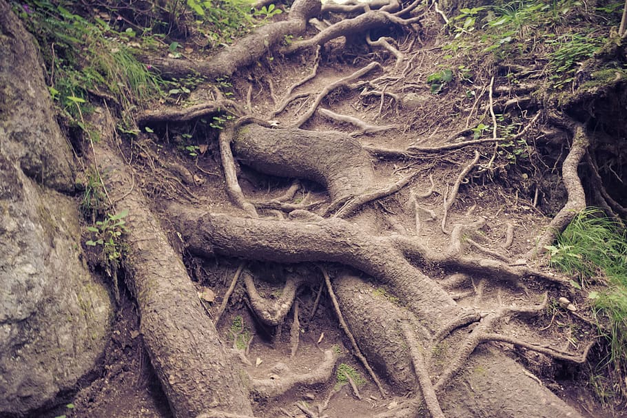 roots, trees, nature, forest, wood, green, landscape, woods HD wallpaper