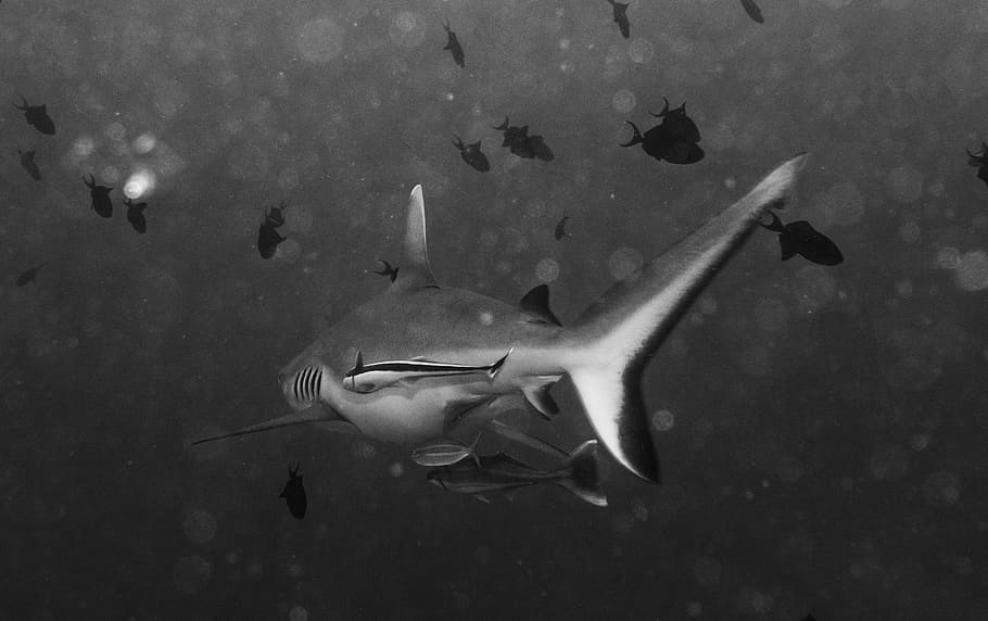 grayscale photography of shark, creature, predator, bay, animal HD wallpaper