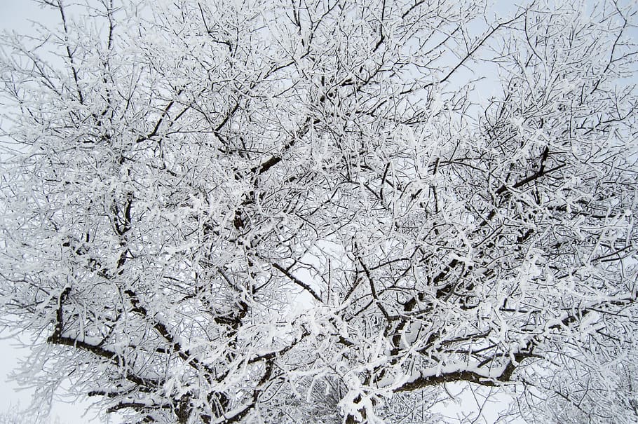 frost, winter, snow, cold, frozen, tree, season, branch, frosty HD wallpaper