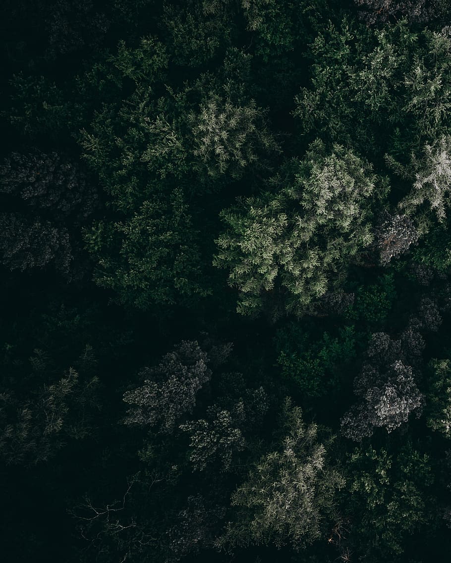 aerial view of forest, drone view, tree, woodland, wanderlust HD wallpaper