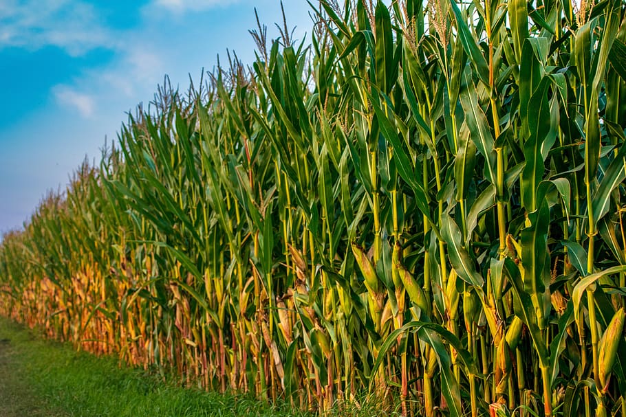 field, corn, agriculture, harvest, nature, cornfield, arable, HD wallpaper