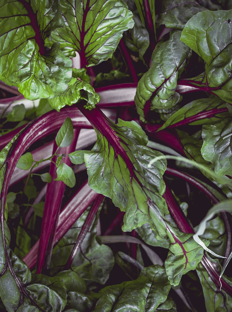 spain, valdemorillo, chard, leave, green, magenta, plant, vegetable HD wallpaper