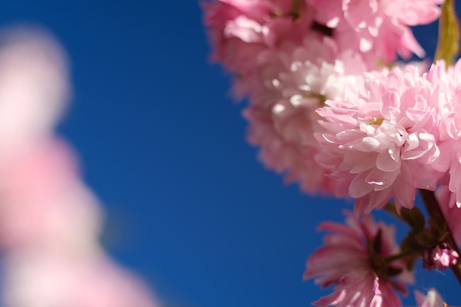 spring, nature, tree, almond tree, pink, flower, blossom, flowering plant HD wallpaper