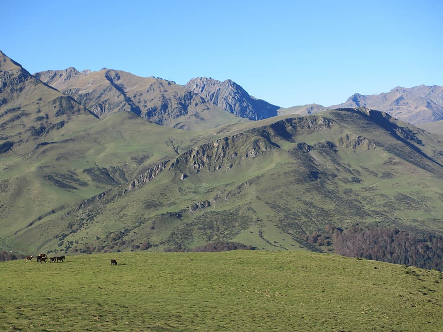 pasture, payolle, pyrénées, mountain, scenics - nature, environment HD wallpaper