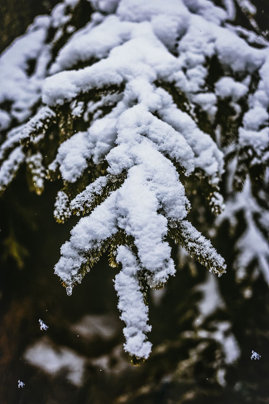 tree coated with snow, outdoors, ice, nature, plant, frost, fir HD wallpaper