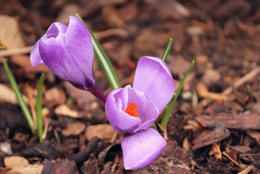 crocus, spring, lenz, early bloomer, violet, garden, field HD wallpaper