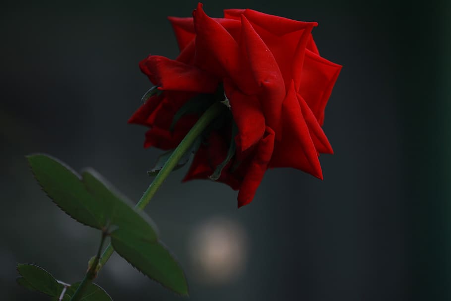 nepal, kathmandu, plant, close-up, beauty in nature, red, flower HD wallpaper