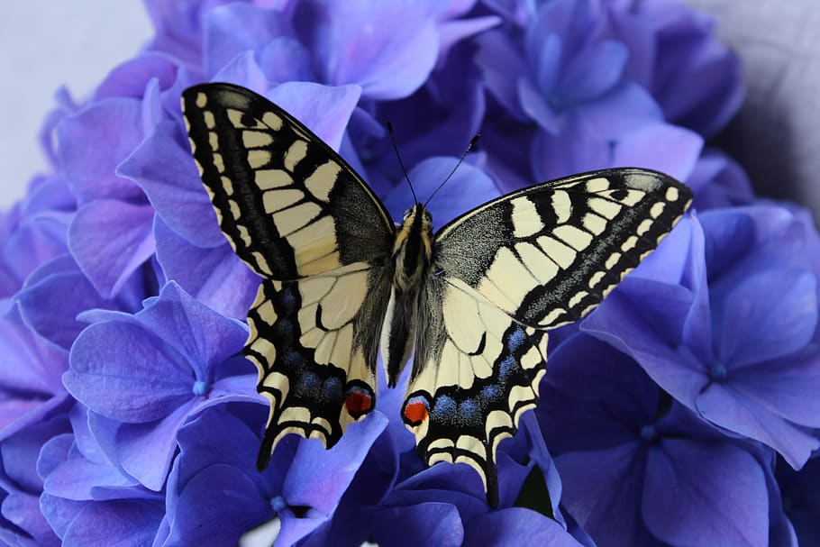 dovetail, butterfly, hydrangea, garden, close up, wing, animal wing HD wallpaper