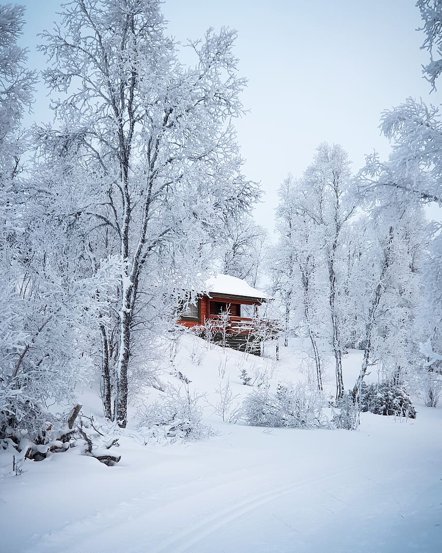 Red Wooden House Surrounded With Trees Covered With Snow, cabin HD wallpaper