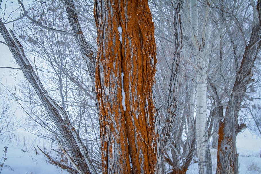 tree, old tree, nature, winter, cold, aesthetics, bare tree HD wallpaper