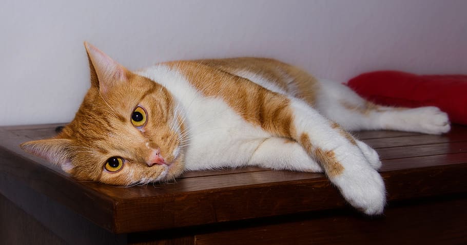 cat, is, red, white, tired, satisfied, relaxed, chill out, cuddly HD wallpaper