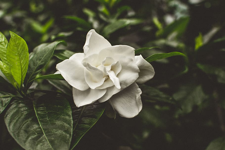 white petaled flower, plant, rose, blossom, acanthaceae, leaf HD wallpaper