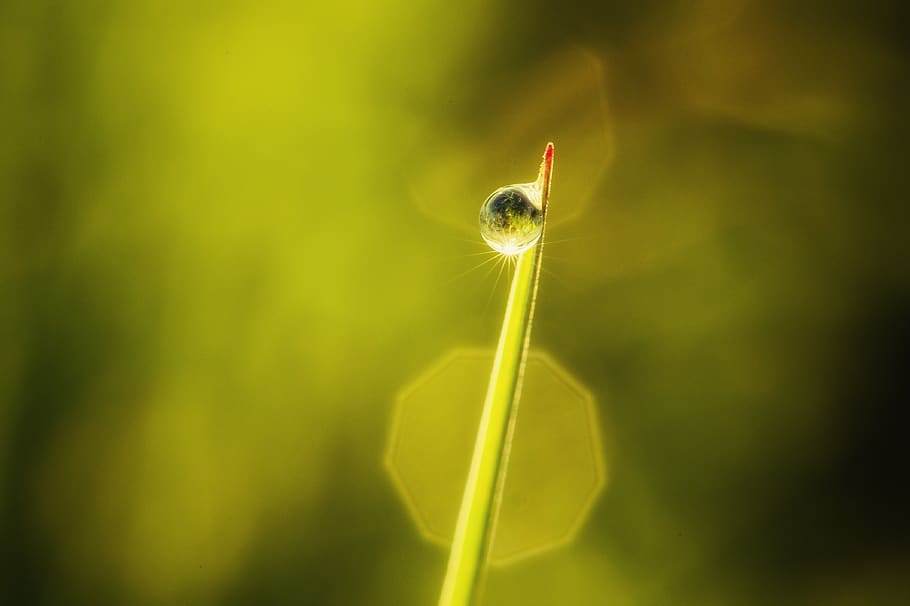 close-up, one animal, plant, green color, animal wildlife, no people HD wallpaper