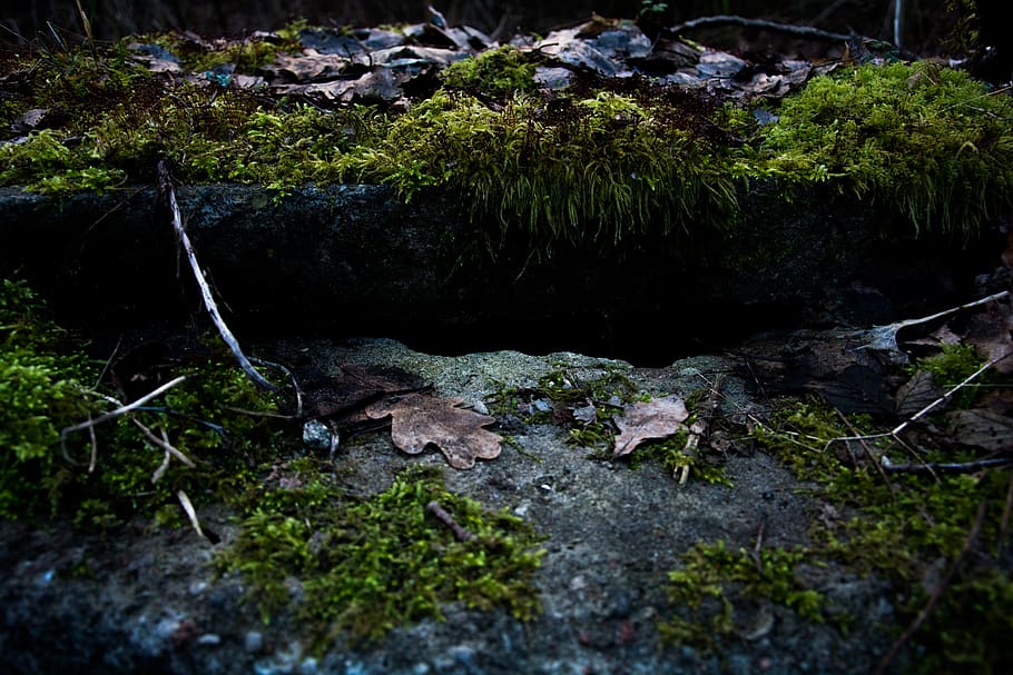 nature, moss, green, cement, lost, structure, leaves, leaf HD wallpaper