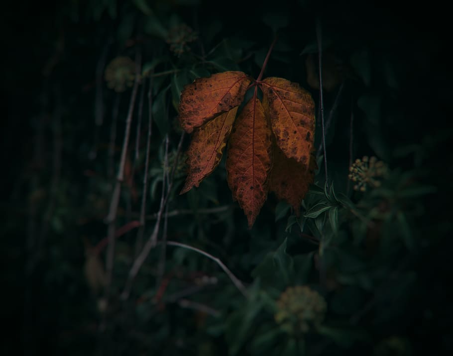 dried leaf, plant, plant part, close-up, nature, no people, beauty in nature HD wallpaper