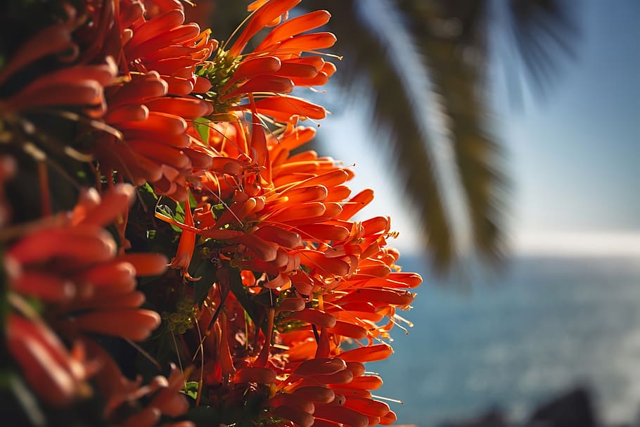 flower, macro, orange, see, coast, blossom, plant, nature, summer HD wallpaper