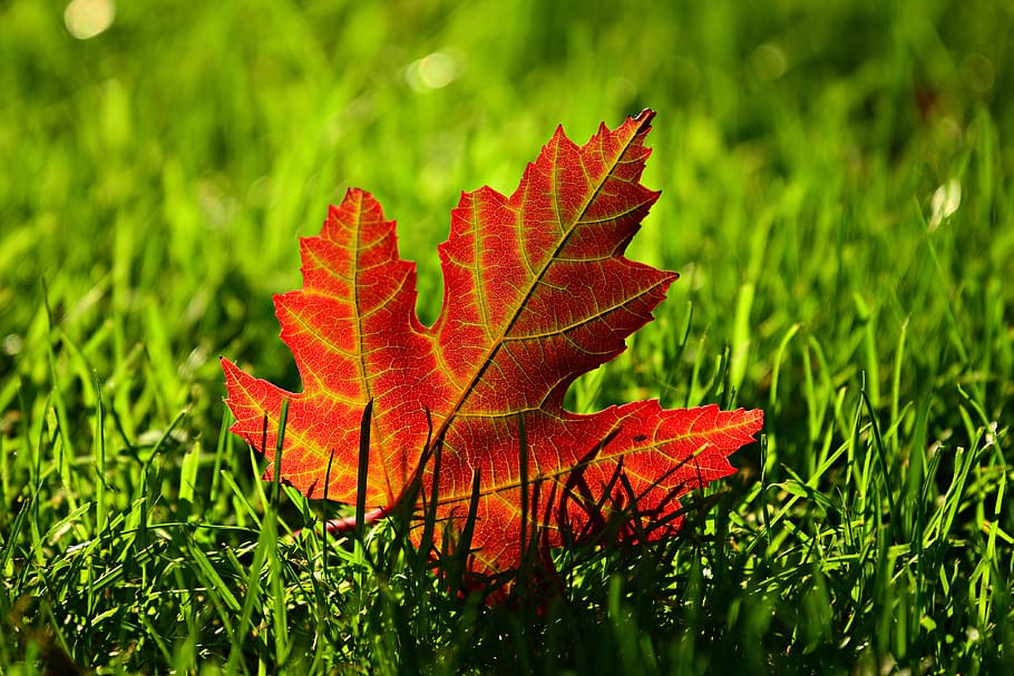 maple leaf, fall, leave, autumn, vein, leave vein, red, plant HD wallpaper