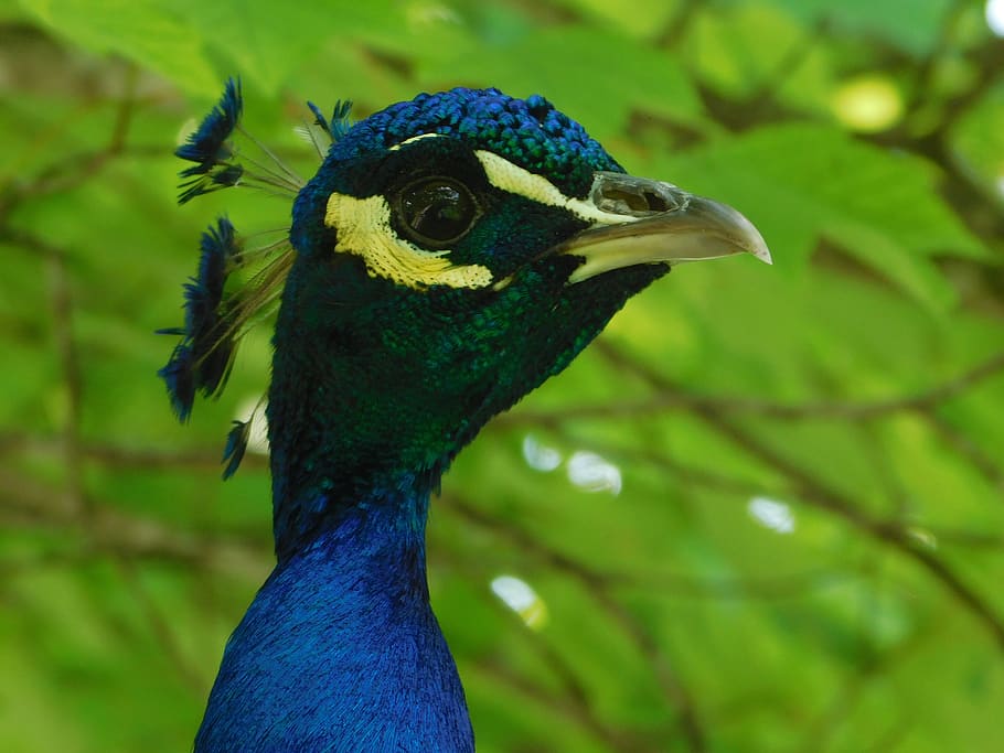 peacock, birds, zoo, exotic, bird of paradise, birds of paradise, HD wallpaper