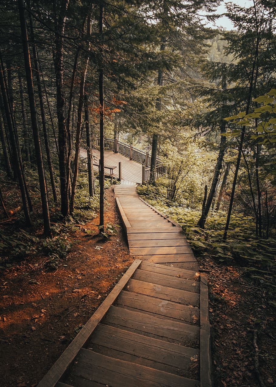 brown wooden pathway towards green tall trees, stair, step, forest HD wallpaper