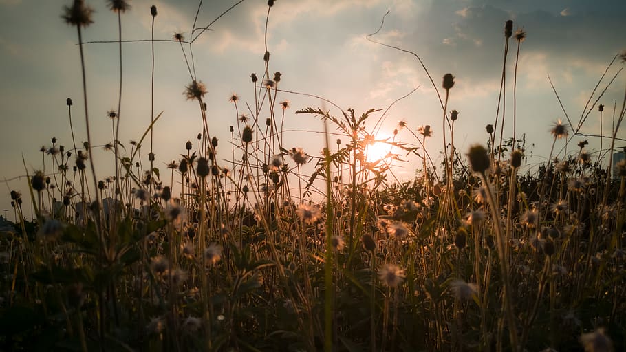 flare, light, plant, grass, nature, outdoors, sunlight, field HD wallpaper