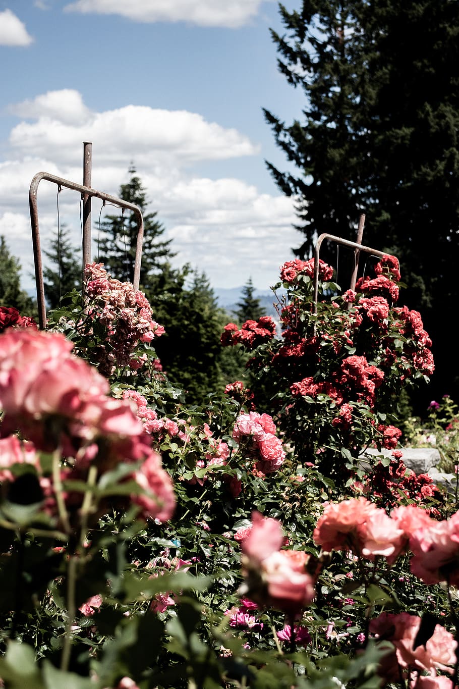 portland, oregon, roses, test garden, plants, growth, beauty, HD wallpaper