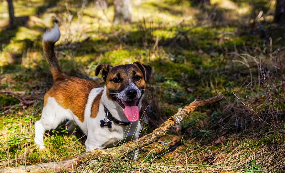 Adult Jack Russell Terrier, adorable, animal, breed, canine, cute, HD wallpaper