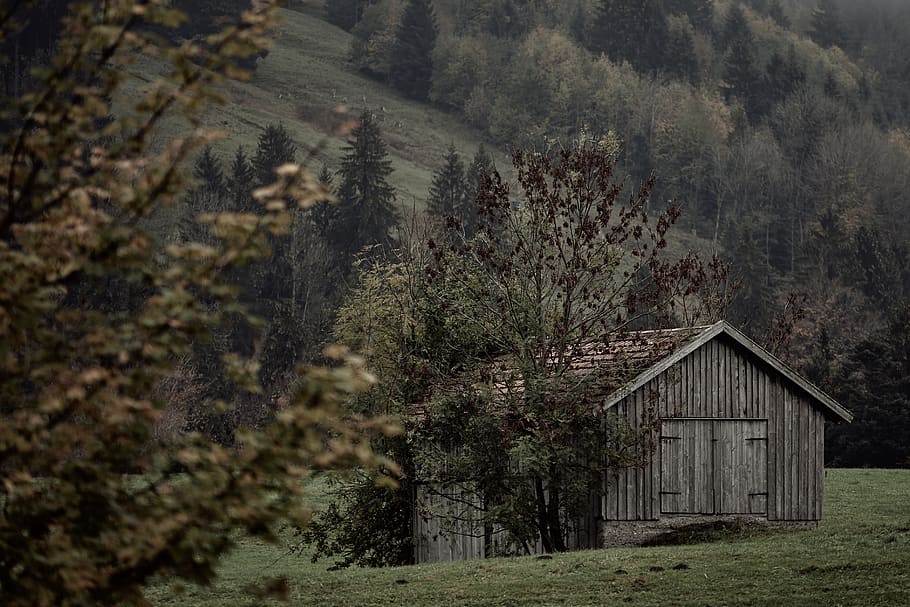 HD wallpaper: gray wooden barn, nature, outdoors, tree, plant, building