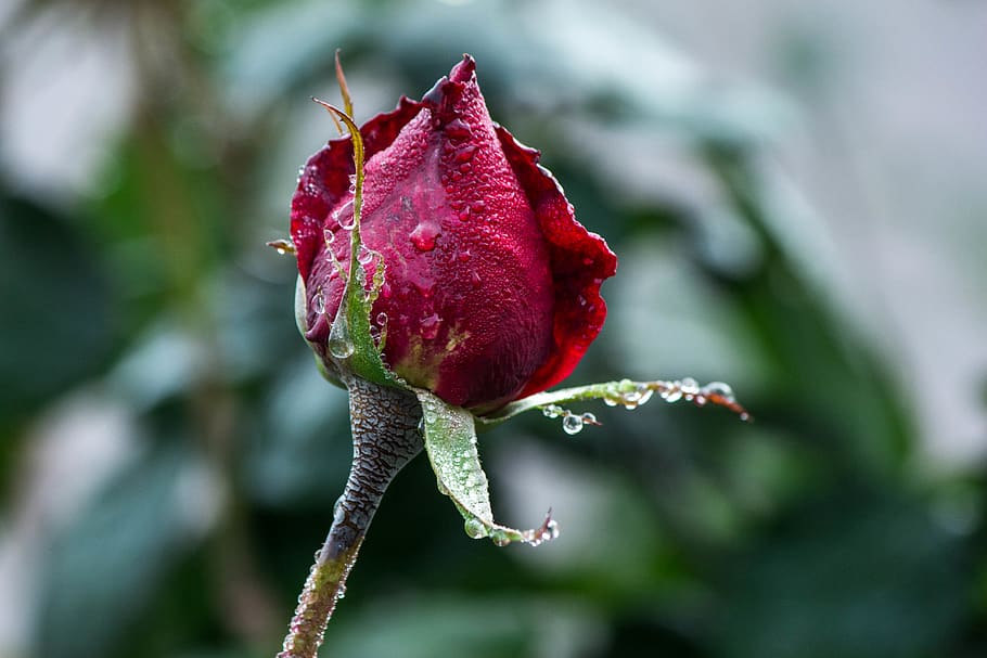plant, freshness, flower, close-up, beauty in nature, red, flowering plant HD wallpaper