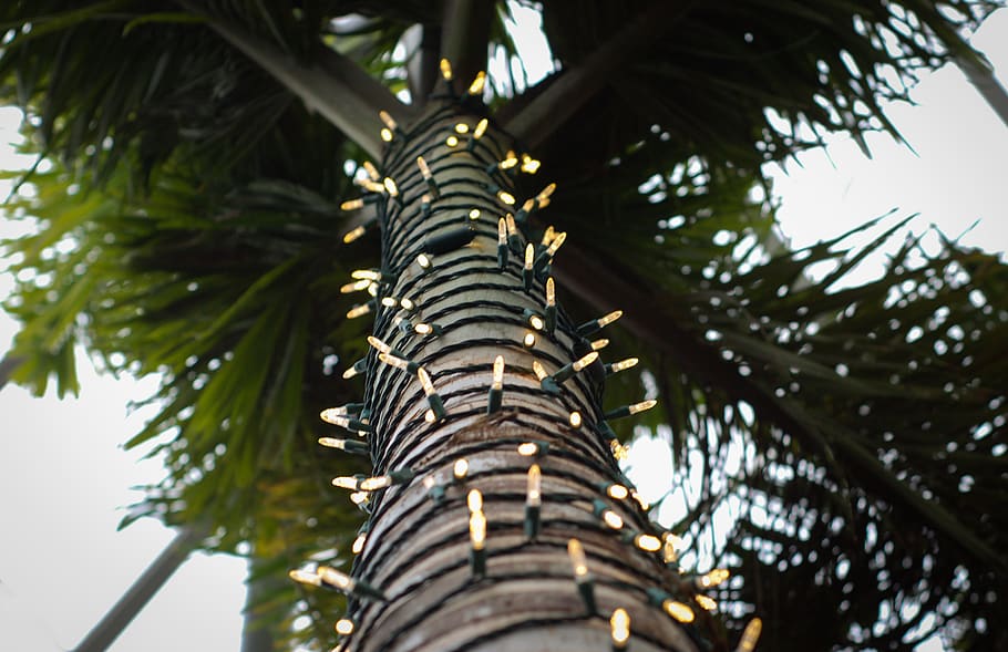 string lights, tree, plant, low angle view, no people, palm tree HD wallpaper